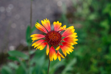 Bright gaillardia flower with red and yellow petals on green background