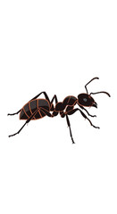 A detailed illustration of a black ant on a white background.