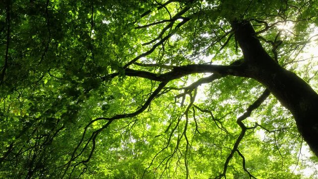 The branches of a green majestic oak tree moving in a breeze. Worms-eye view nature footage with lush greenery and the sun.
 