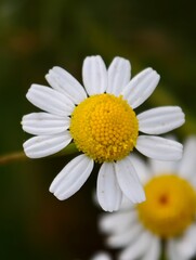 A variety of the most beautiful flowers of the south