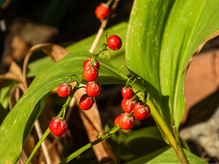 Vibrant Red Berries on a Forest Floor.