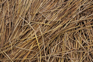 Close up of dry straw texture in golden brown color. Natural agriculture background from rice harvest. Perfect for farming, ecology, organic material, rural concept, and environmental design