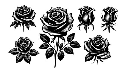 Rose silhouette on white background