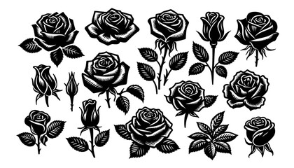 Rose silhouette on white background