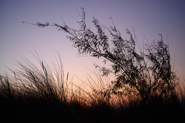 a violet sunset in the grass