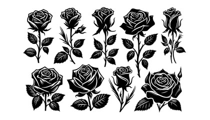 Rose silhouette on white background