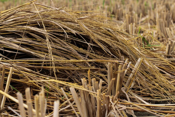 Close up bundle of harvested rice straw on farmland after harvest season. Agricultural background, organic farming, countryside lifestyle, and traditional crop cultivation in rural Asia
