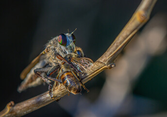Robber Fly on Branch Holding Captured Bee