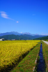 秋の田んぼと北アルプス