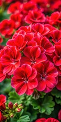 Vibrant red geranium flowers are densely packed in a lush arrangement