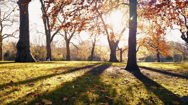 Pidgeon Walking On A Sunny Day At The Park