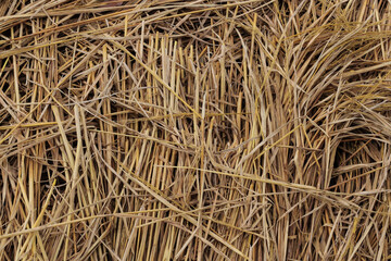 Texture background of dry rice straw after harvest season on farmland. Natural agricultural material, organic farming residue, and eco friendly rural resource in countryside Asia