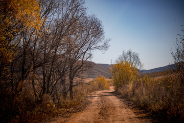 Fototapeta premium Golden autumn scenery in Arxan, Inner Mongolia, China