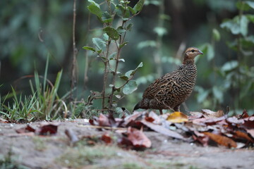 The black francolin (Francolinus francolinus asiae ) is a gamebird in the pheasant family Phasianidae of the order Galliformes. This photo was taken in North India.