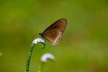Fototapeta premium A dark brown Common Crow butterfly with distinctive white spots gently rests on a delicate, coiled white flower, standing out beautifully against a soft, blurred green background.