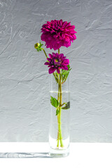 Eye level view of a tall clear vase with pink Dahlia flowers isolated on a white background side lighting creating a strong shadow. Fresh cut flowers from garden