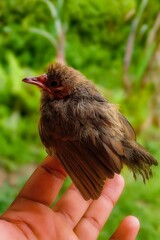 Young Bird Perched on Hand, Wildlife Nature, Close-up, Outdoors, Green Background.
