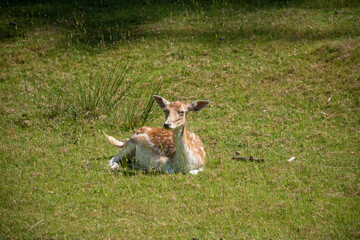 A peaceful European fallow deer resting on green grass, showcasing its unique spotted coat in a serene natural environment.