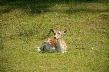 A resting deer in Knole Park, Sevenoaks, England. The serene scene highlights wildlife and natural beauty.