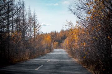 Golden autumn scenery in Arxan, Inner Mongolia, China