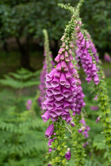 Pink Digitalis purpurea flowers in a lush green garden.