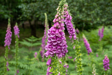 Close-up of Digitalis purpurea flowers in a lush green setting, showcasing the vibrant pink and purple hues.