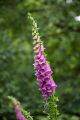Digitalis purpurea, commonly known as foxglove.