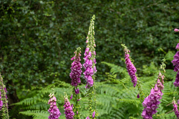 Close-up of Digitalis purpurea flowers showcasing their vibrant purple petals in a lush green environment.