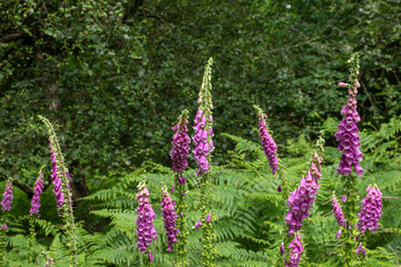 Beautiful digitalis purpurea flowers blooming among lush green ferns.