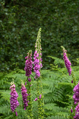 Digitalis purpurea, also known as foxglove, showcasing tall spikes of bell-shaped purple flowers amidst lush greenery.