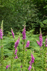 Fototapeta premium Digitalis purpurea flowers in a lush green forest setting. Vibrant pink blooms rise amidst ferns.