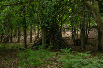 A rustic shelter made of branches in a serene forest, evoking tranquility and a connection to nature.