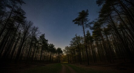Fototapeta premium Starry Night Sky Illuminates a Secluded Forest Path Winding Through Tall Trees in a Mystical Woodland Landscape at Dusk