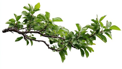 Branch with fresh green leaves