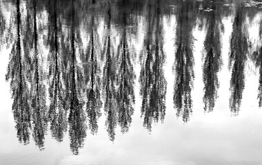 Trees reflections on water landscape in monochrome black and white