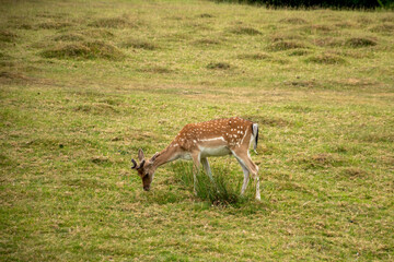 A graceful deer grazing in a lush green field, symbolizing the beauty of wildlife and nature.