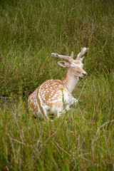 A serene scene of a fawn resting in a lush green meadow.