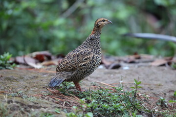 The black francolin (Francolinus francolinus asiae ) is a gamebird in the pheasant family Phasianidae of the order Galliformes. This photo was taken in North India.
