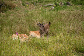 A young deer stands alert in a grassy field, surrounded by nature. The scene captures the tranquility of wildlife.