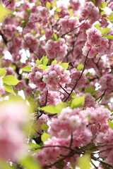 Obraz premium Vibrant Pink Cherry Blossoms in Full Bloom: Close-up 