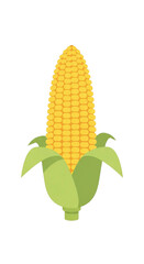 Fresh Ripe Corn on the Cob with Green Leaves.