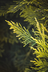 Coniferous tree against a blurred background on a sunny June day.