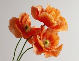 Three vibrant orange-peach poppies against a light gray background.  The petals are slightly ruffled and display delicate texture.  The stems are a light green
