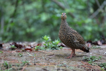 The black francolin (Francolinus francolinus asiae ) is a gamebird in the pheasant family Phasianidae of the order Galliformes. This photo was taken in North India.