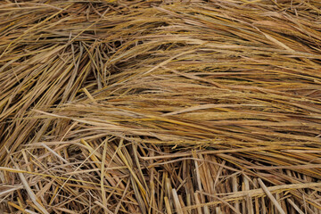 Closeup of dried rice straw bundle with natural golden brown texture. Perfect background for agriculture, farming, organic harvest, rural countryside, and sustainable crop residue concept