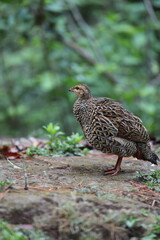 The black francolin (Francolinus francolinus asiae ) is a gamebird in the pheasant family Phasianidae of the order Galliformes. This photo was taken in North India.