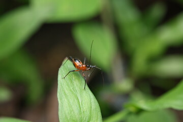 The Assassin Bug (Reduviidae) is a predatory insect with an elongated body colored in orange to reddish-brown. Its strong piercing-sucking mouthparts allow it to capture and feed on pest insects.