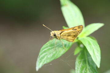  The image shows a Skipper Butterfly (Potanthus omaha), a small butterfly perched on a green leaf. Its wings are bright orange with brown edges, males showing a dark streak (stigma).
