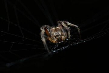  The spider in the image is an orb-weaver, possibly from the genus Metepeira or Araneus. It has a two-part body with eight legs covered in hairs, chelicerae,