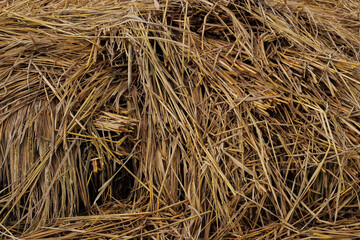 Closeup of dry rice straw pile after harvest, showing natural golden brown texture. Perfect for backgrounds, agriculture themes, organic farming, rural countryside, and eco friendly concept design